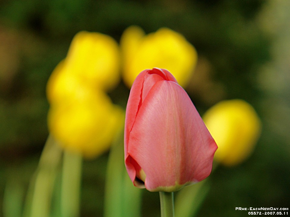 05572cl - Tulips in the garden